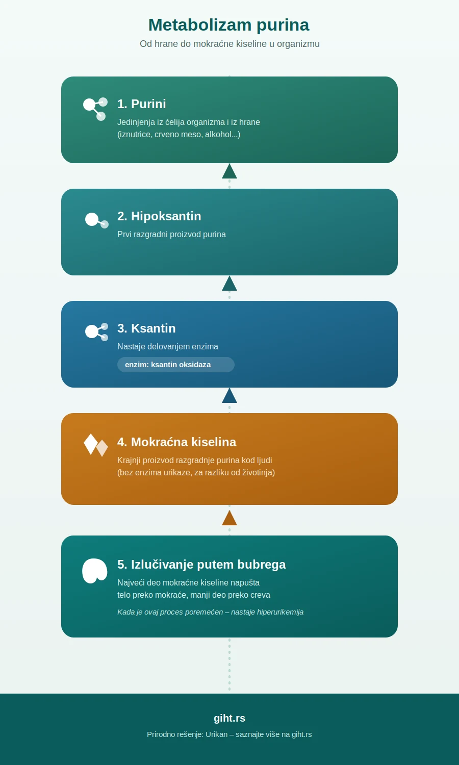 Infografik – metabolizam purina do mokraćne kiseline i izlučivanja preko bubrega