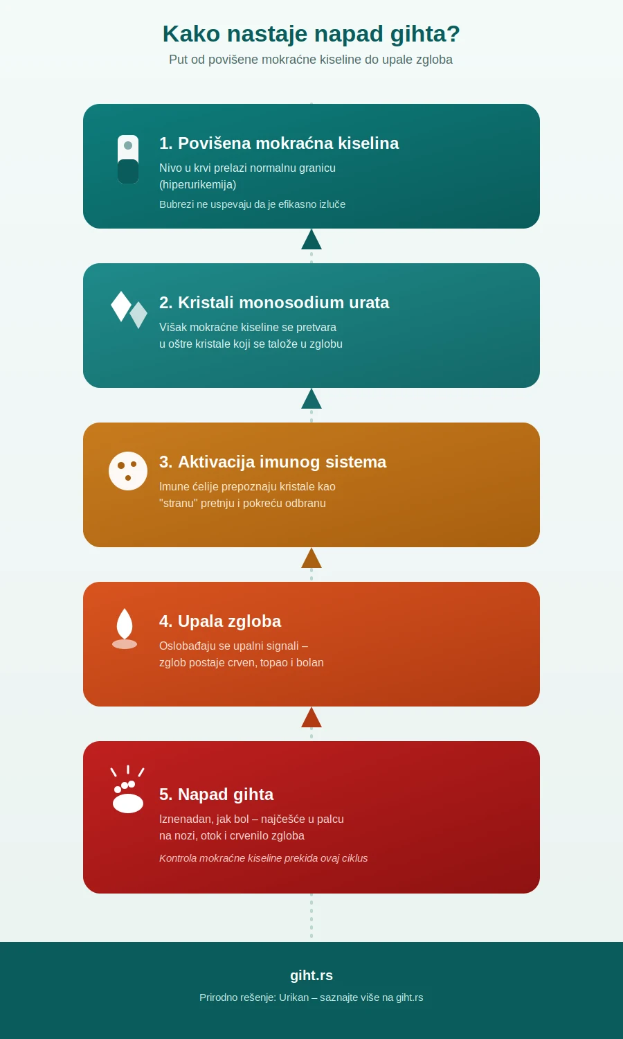 Infografik – proces nastanka napada gihta od povišene mokraćne kiseline do upale zgloba